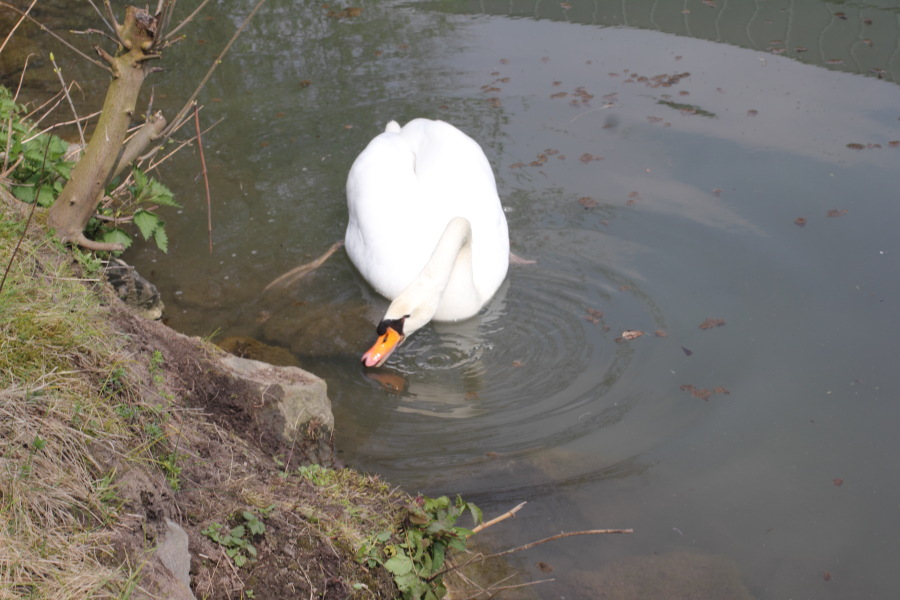 Lokation: Deutschland | Nordrhein-Westfalen | Bergisch Gladbach | Hochscherf Kategorien: Vögel, Datum: 06.04.2012