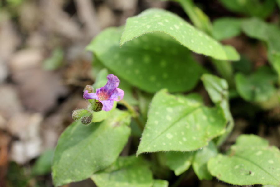 Lokation: Deutschland | Nordrhein-Westfalen | Bergisch Gladbach | Dombach Kategorien: Habitus, Datum: 06.04.2012