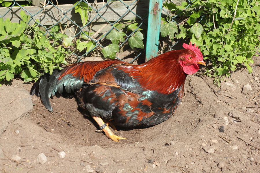 Lokation: Deutschland | Nordrhein-Westfalen | Bergisch Gladbach | Rodemich Kategorien: Hühner, Datum: 17.05.2012