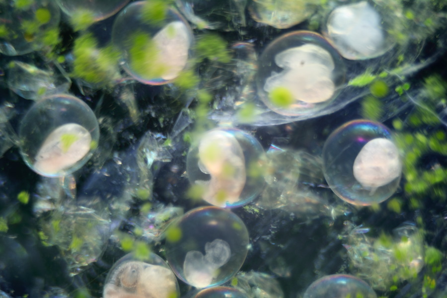 Lokation: Deutschland | Nordrhein-Westfalen | Bergisch Gladbach | Rodemich Kategorien: Schnecken, Datum: 20.05.2012