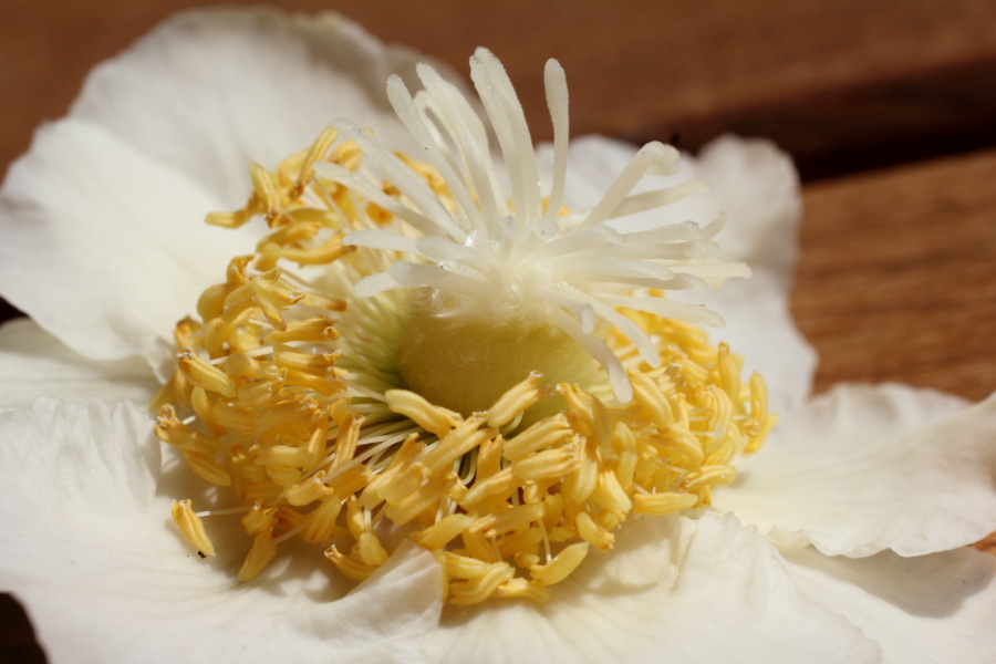 Kiwi, Lokation: Deutschland | Nordrhein-Westfalen | Bergisch Gladbach | Rodemich Kategorien: Blüte, Datum: 02.06.2012