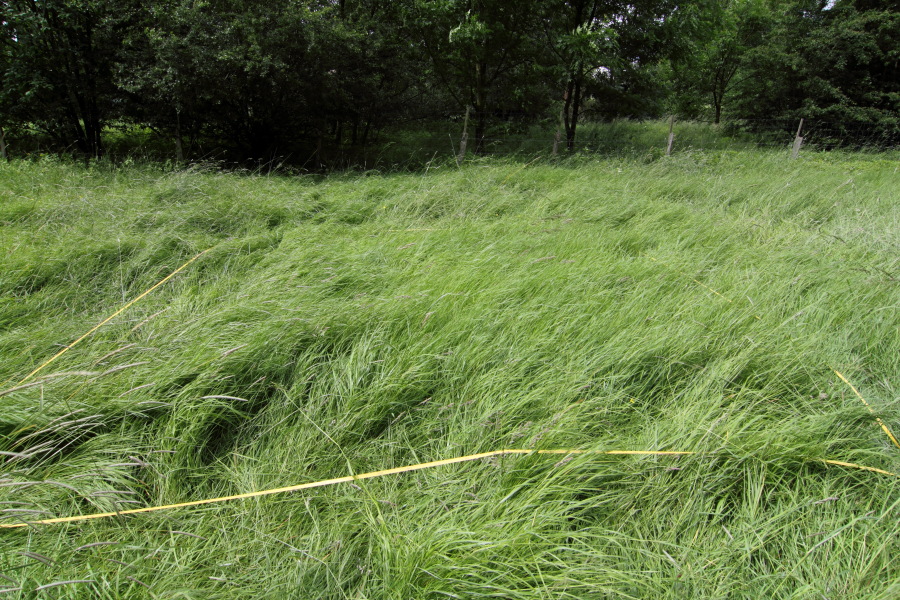 Lokation: Deutschland | Nordrhein-Westfalen | Rösrath | Unterlüghausen Kategorien: Dauerquadrat, Datum: 08.06.2012