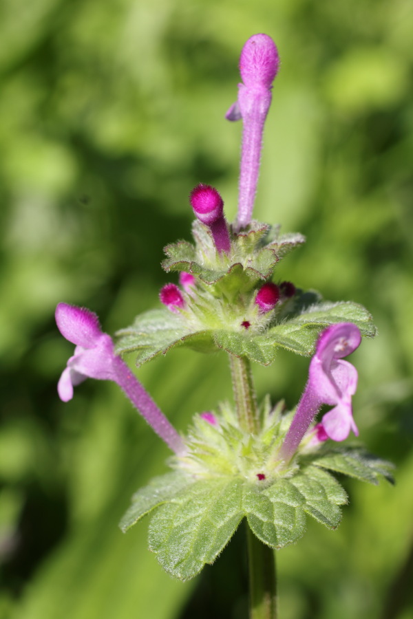 Lokation: Deutschland | Nordrhein-Westfalen | Bergisch Gladbach | Rodemich Kategorien: Blüte, Datum: 17.06.2012