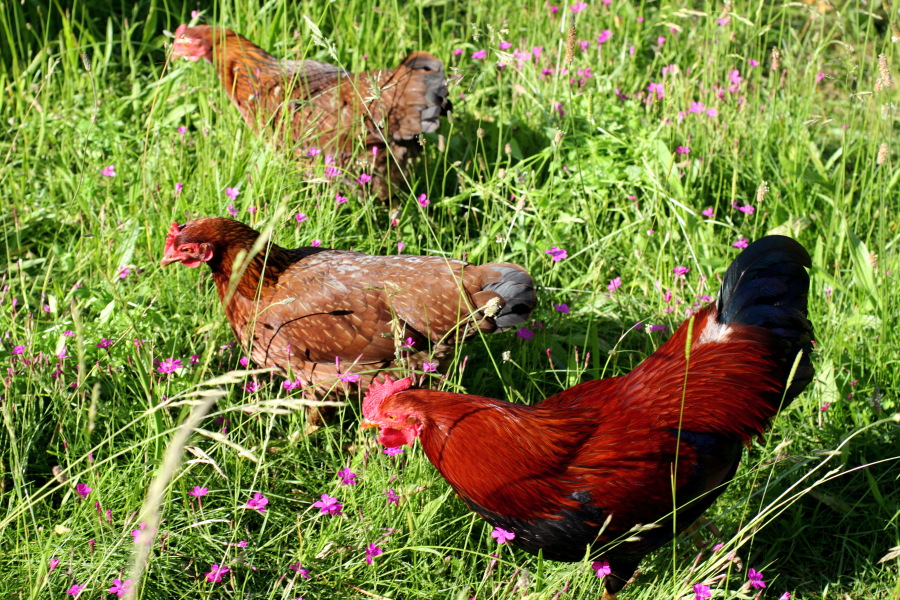 Lokation: Deutschland | Nordrhein-Westfalen | Bergisch Gladbach | Rodemich Kategorien: Hühner, Datum: 17.06.2012