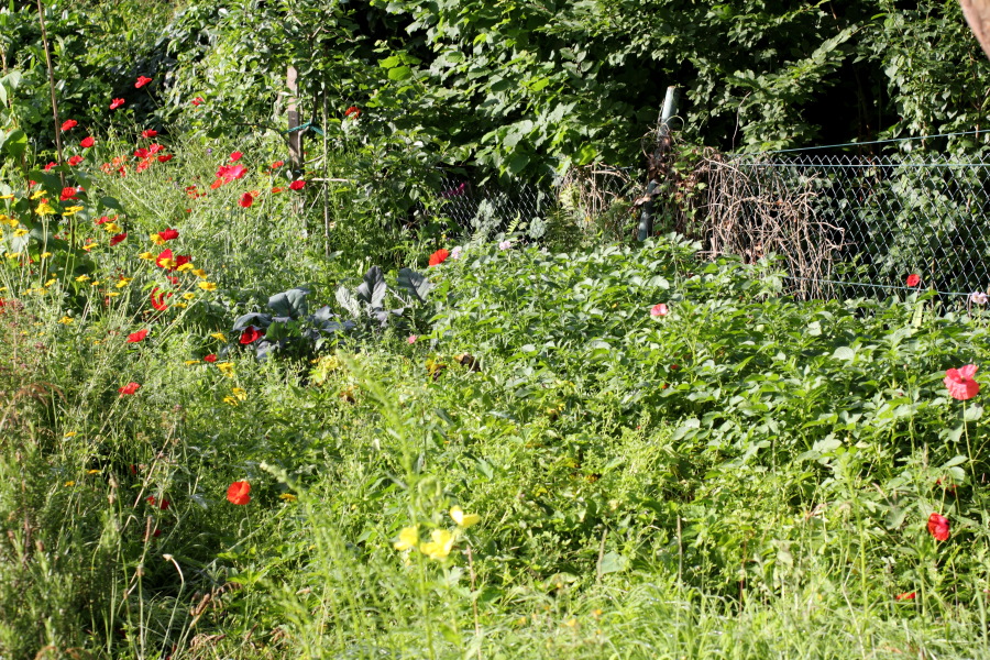 Lokation: Deutschland | Nordrhein-Westfalen | Bergisch Gladbach | Rodemich Kategorien: Permakultur, Datum: 30.06.2012