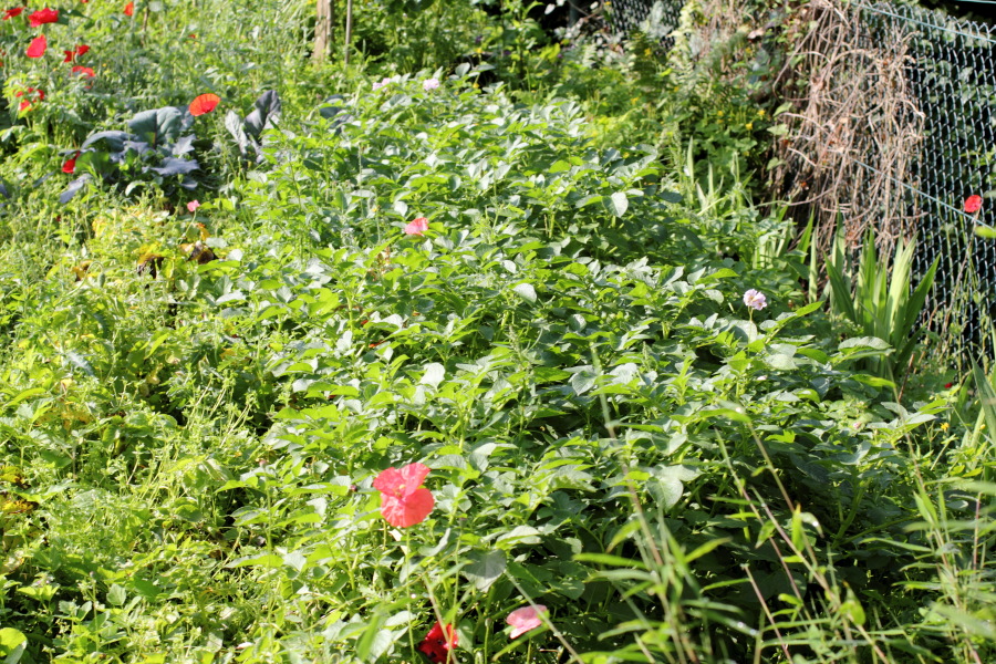 Lokation: Deutschland | Nordrhein-Westfalen | Bergisch Gladbach | Rodemich Kategorien: Permakultur, Datum: 30.06.2012