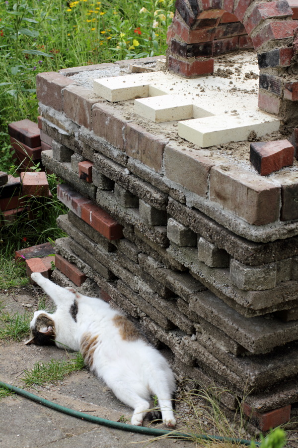 Lokation: Deutschland | Nordrhein-Westfalen | Bergisch Gladbach | Rodemich Kategorien: Katzen, Datum: 30.06.2012