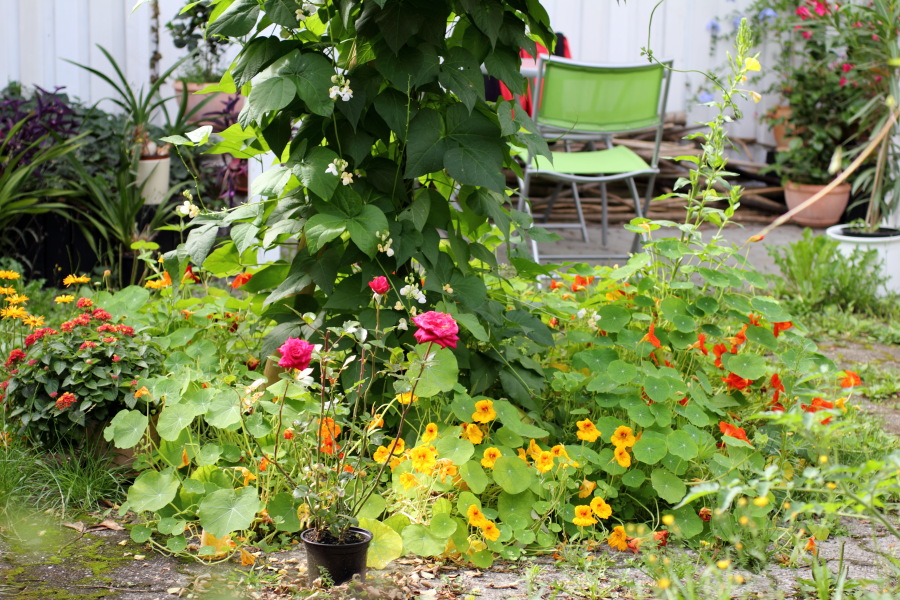 Lokation: Deutschland | Nordrhein-Westfalen | Bergisch Gladbach | Rodemich Kategorien: Permakultur, Datum: 31.07.2012