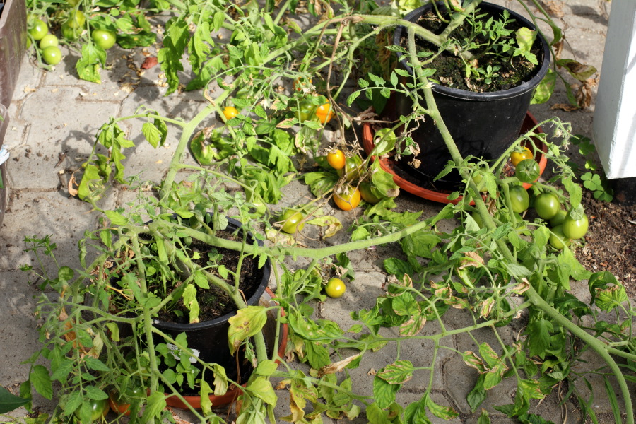 Lokation: Deutschland | Nordrhein-Westfalen | Bergisch Gladbach | Rodemich Kategorien: Permakultur, Datum: 31.07.2012