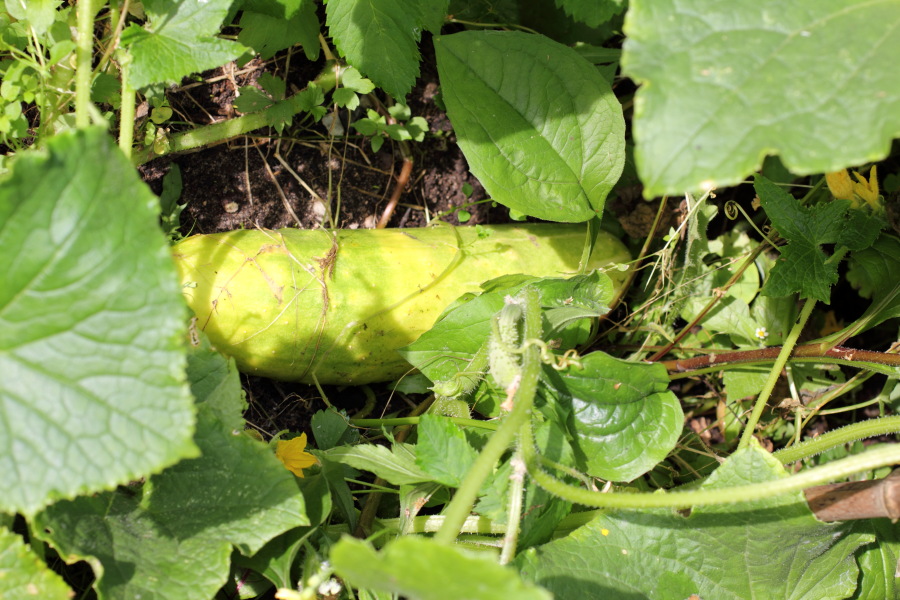 Lokation: Deutschland | Nordrhein-Westfalen | Bergisch Gladbach | Rodemich Kategorien: Früchte, Permakultur, Datum: 31.07.2012