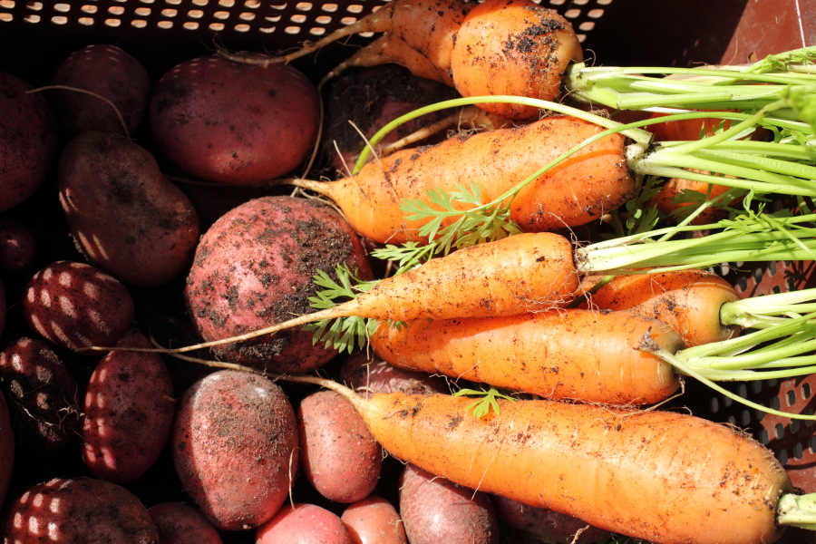 Lokation: Deutschland | Nordrhein-Westfalen | Bergisch Gladbach | Rodemich Kategorien: Früchte, Permakultur, Datum: 04.08.2012