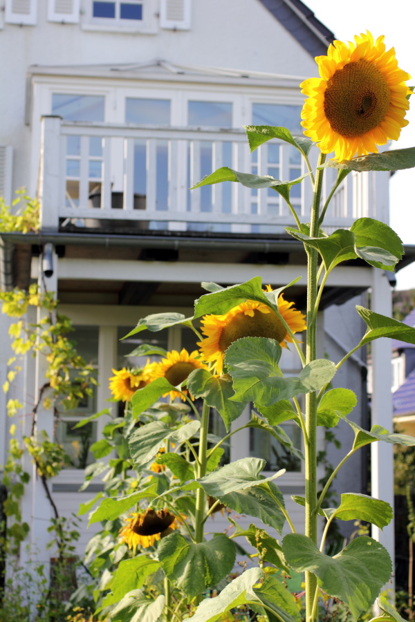 Lokation: Deutschland | Nordrhein-Westfalen | Bergisch Gladbach | Rodemich Kategorien: Permakultur, Datum: 04.08.2012