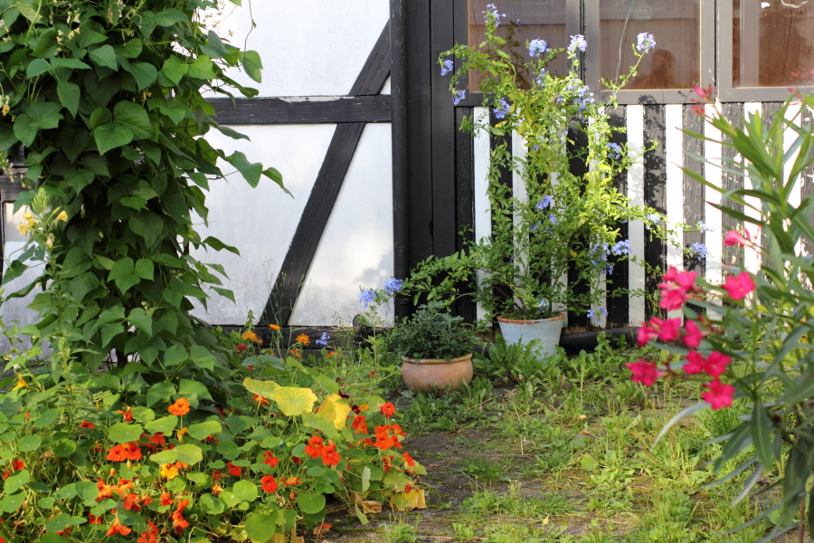 Lokation: Deutschland | Nordrhein-Westfalen | Bergisch Gladbach | Rodemich Kategorien: Permakultur, Datum: 04.08.2012