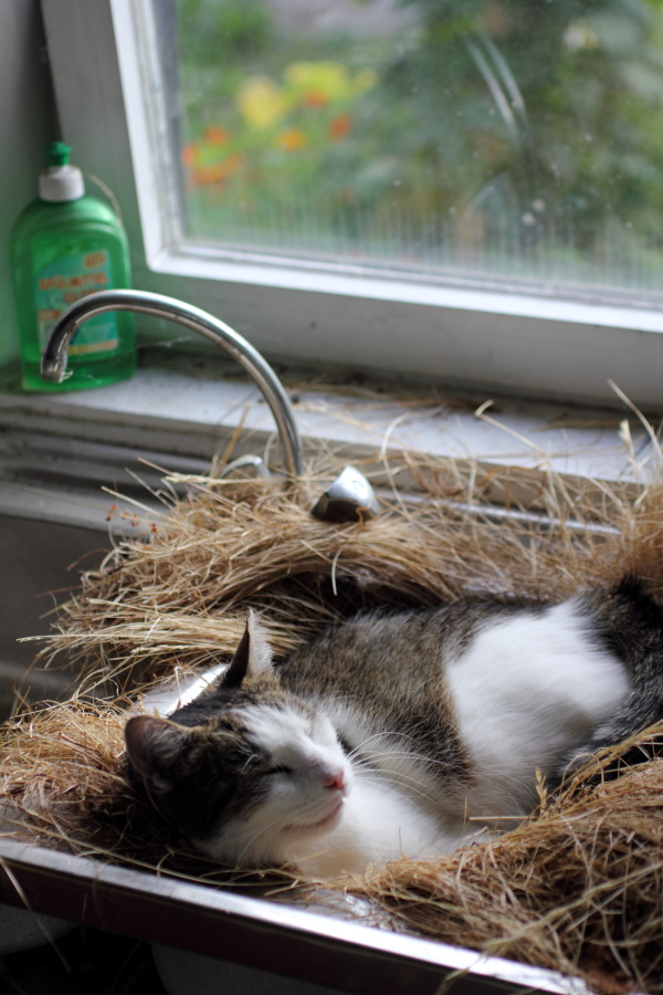 Lokation: Deutschland | Nordrhein-Westfalen | Bergisch Gladbach | Rodemich Kategorien: Katzen, Datum: 04.08.2012