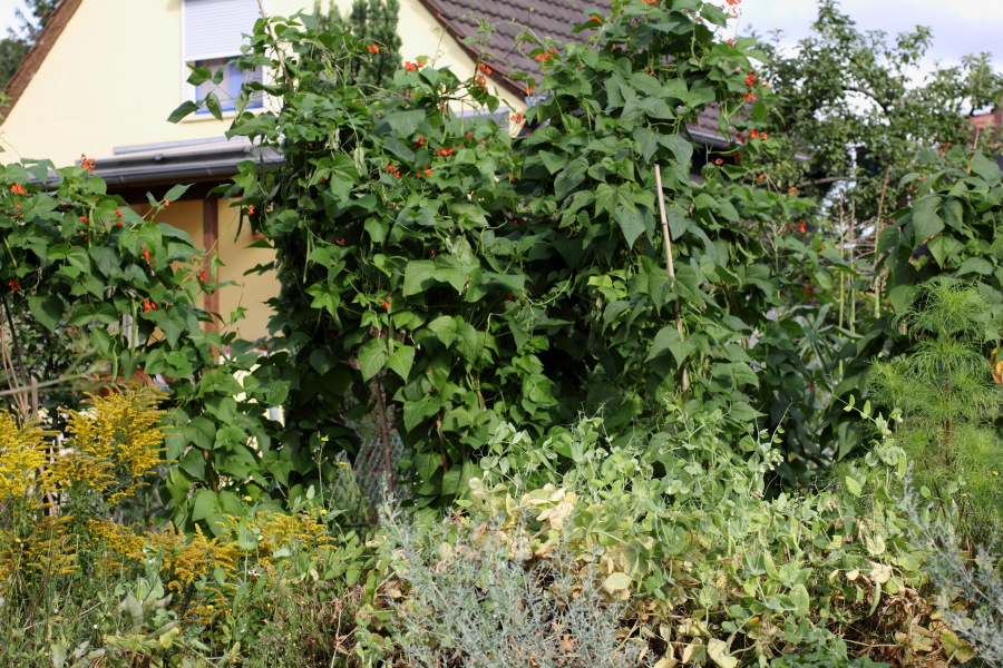 Lokation: Deutschland | Nordrhein-Westfalen | Bergisch Gladbach | Rodemich Kategorien: Permakultur, Datum: 07.08.2012