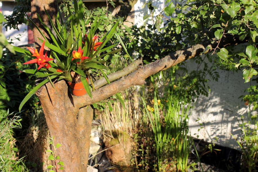 Lokation: Deutschland | Nordrhein-Westfalen | Bergisch Gladbach | Rodemich Kategorien: Garten, Datum: 08.08.2012