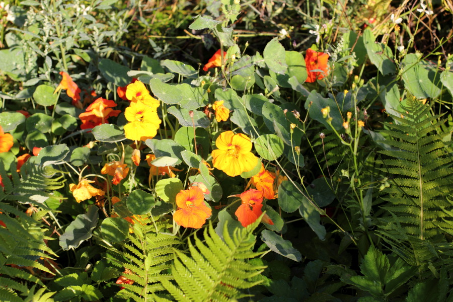 Lokation: Deutschland | Nordrhein-Westfalen | Bergisch Gladbach | Rodemich Kategorien: Naturgarten, Datum: 08.08.2012
