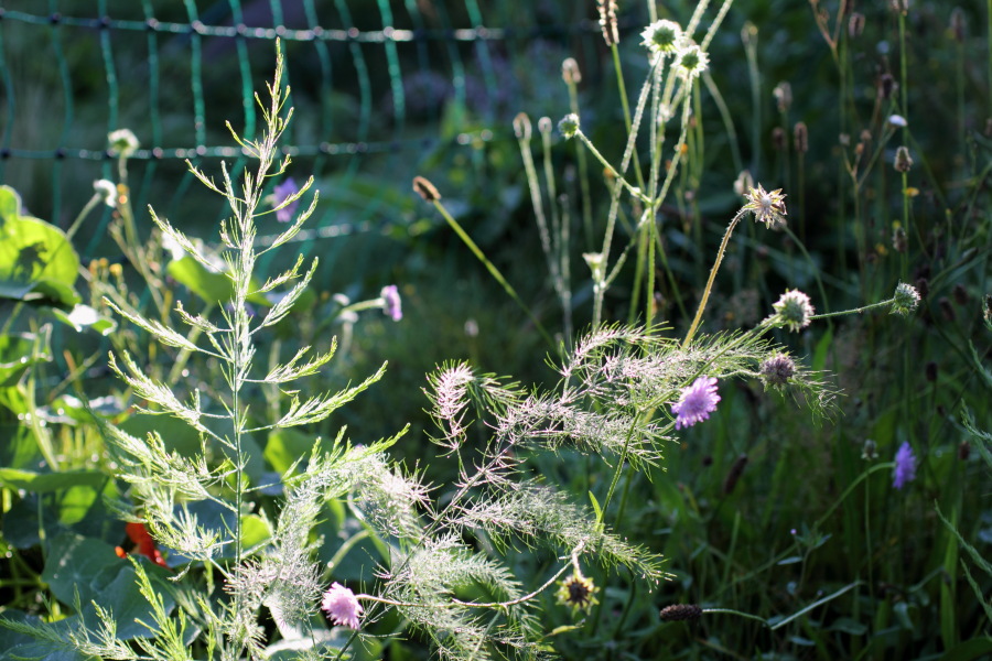 Lokation: Deutschland | Nordrhein-Westfalen | Bergisch Gladbach | Rodemich Kategorien: Permakultur, Datum: 08.08.2012