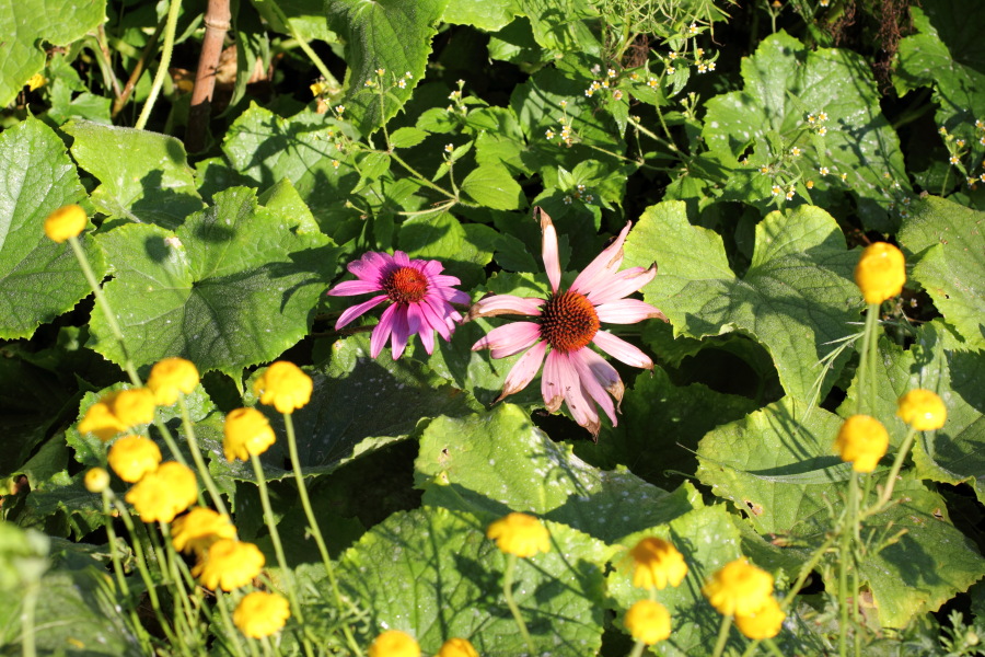 Lokation: Deutschland | Nordrhein-Westfalen | Bergisch Gladbach | Rodemich Kategorien: Permakultur, Datum: 08.08.2012