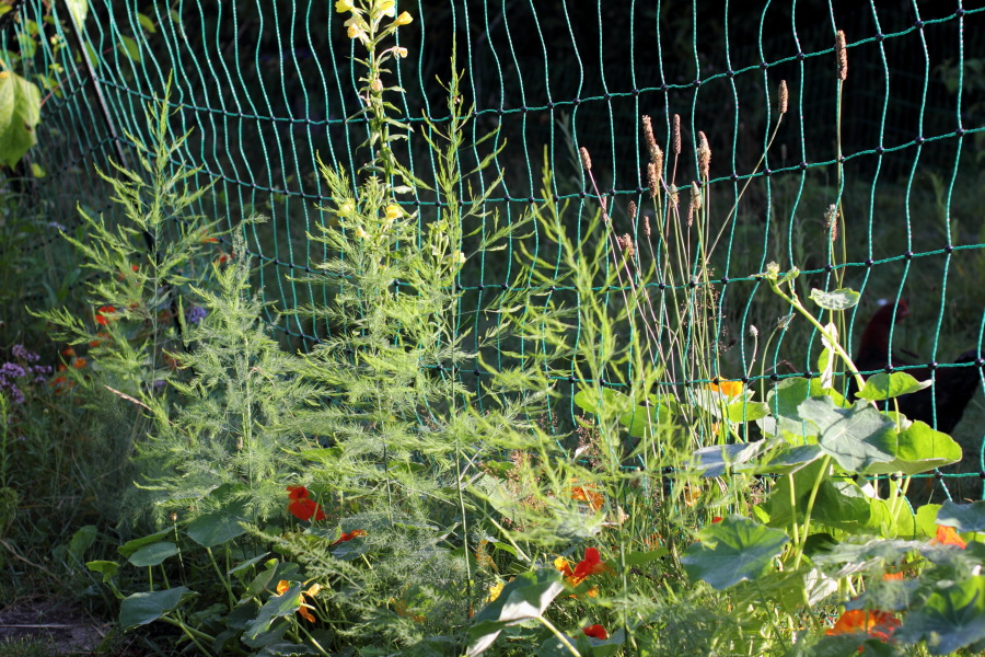 Lokation: Deutschland | Nordrhein-Westfalen | Bergisch Gladbach | Rodemich Kategorien: Permakultur, Datum: 08.08.2012