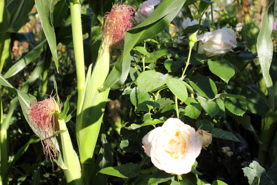 Lokation: Deutschland | Nordrhein-Westfalen | Bergisch Gladbach | Rodemich Kategorien: Permakultur, Datum: 08.08.2012