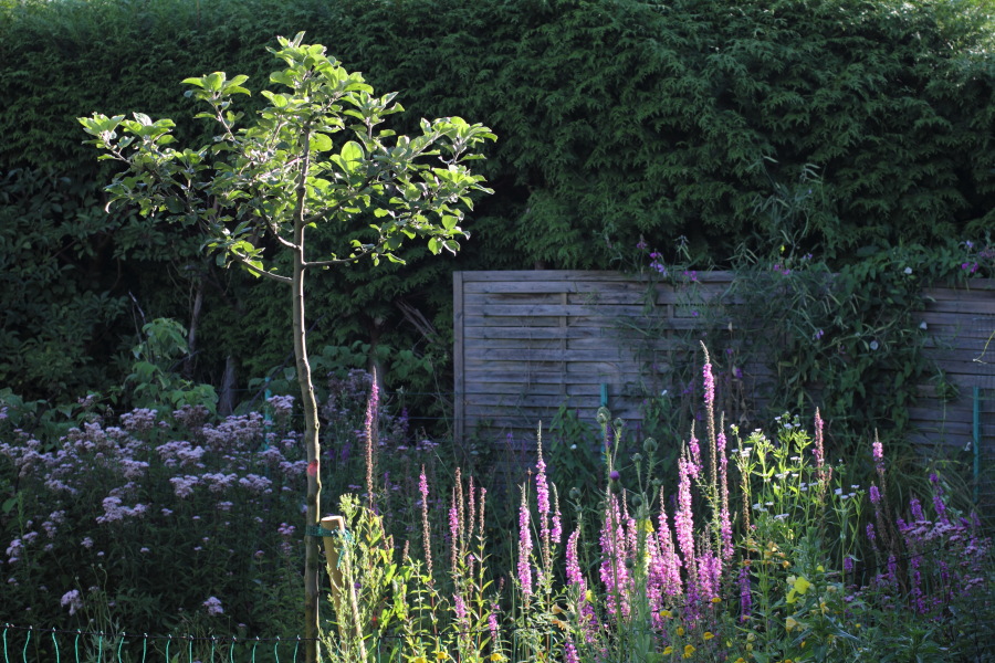 Lokation: Deutschland | Nordrhein-Westfalen | Bergisch Gladbach | Rodemich Kategorien: Permakultur, Datum: 08.08.2012