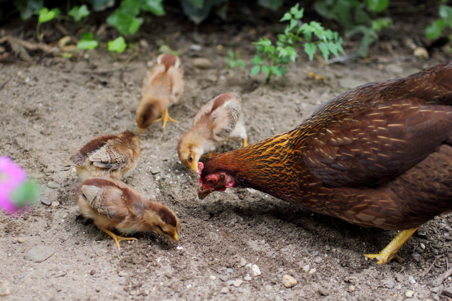 Lokation: Deutschland | Nordrhein-Westfalen | Bergisch Gladbach | Rodemich Kategorien: Hühner, Datum: 09.08.2012