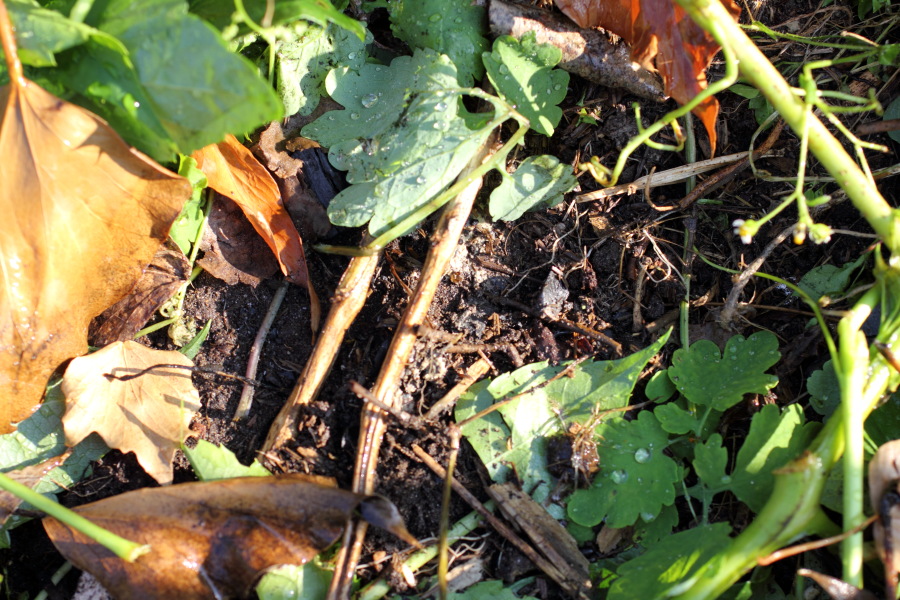 Lokation: Deutschland | Nordrhein-Westfalen | Bergisch Gladbach | Rodemich Kategorien: Permakultur, Datum: 10.08.2012