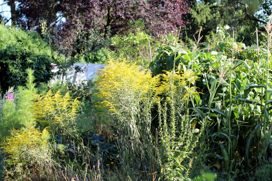 Lokation: Deutschland | Nordrhein-Westfalen | Bergisch Gladbach | Rodemich Kategorien: Permakultur, Datum: 18.08.2012