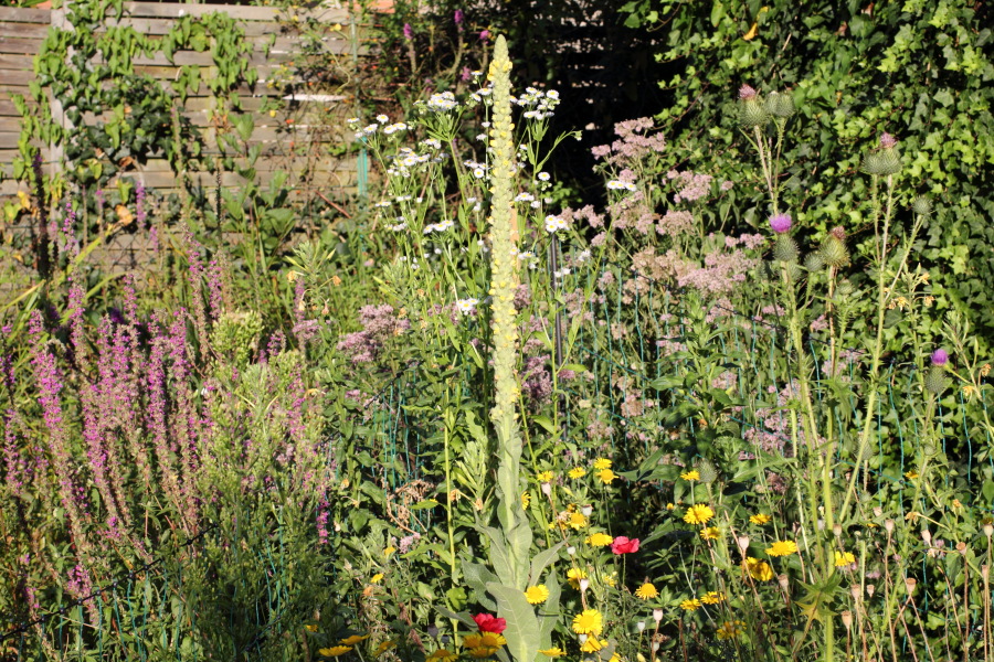 Lokation: Deutschland | Nordrhein-Westfalen | Bergisch Gladbach | Rodemich Kategorien: Naturgarten, Datum: 18.08.2012