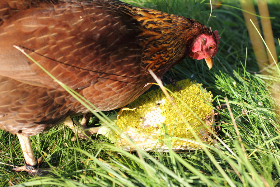 Lokation: Deutschland | Nordrhein-Westfalen | Bergisch Gladbach | Rodemich Kategorien: Hühner, Datum: 18.08.2012