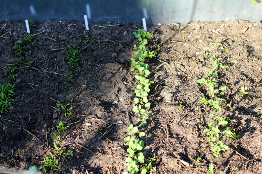 Lokation: Deutschland | Nordrhein-Westfalen | Bergisch Gladbach | Rodemich Kategorien: Permakultur, Datum: 18.08.2012