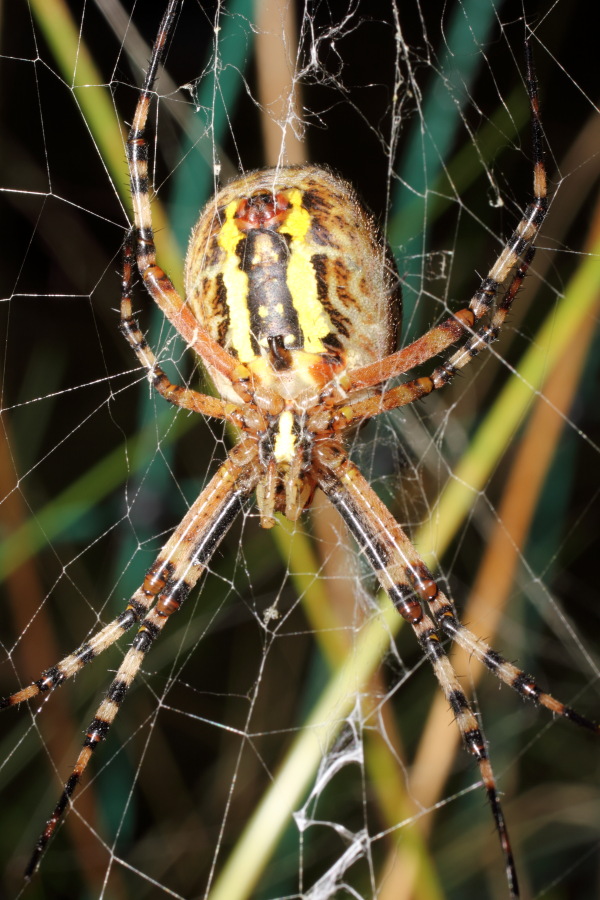 Lokation: Deutschland | Nordrhein-Westfalen | Bergisch Gladbach | Rodemich Kategorien: Spinnen, Datum: 25.08.2012