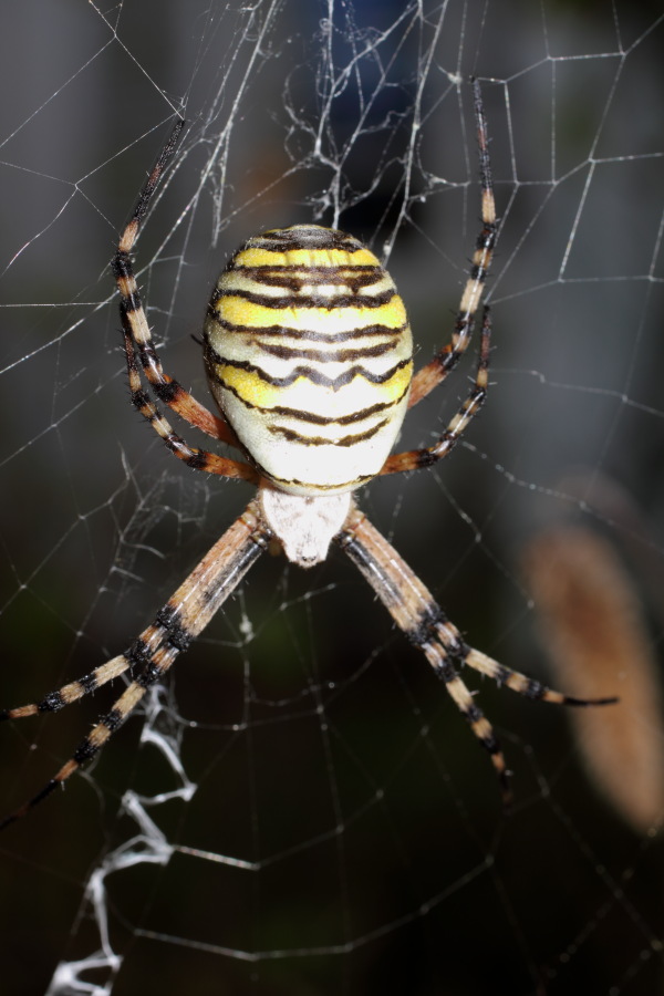 Lokation: Deutschland | Nordrhein-Westfalen | Bergisch Gladbach | Rodemich Kategorien: Spinnen, Datum: 25.08.2012