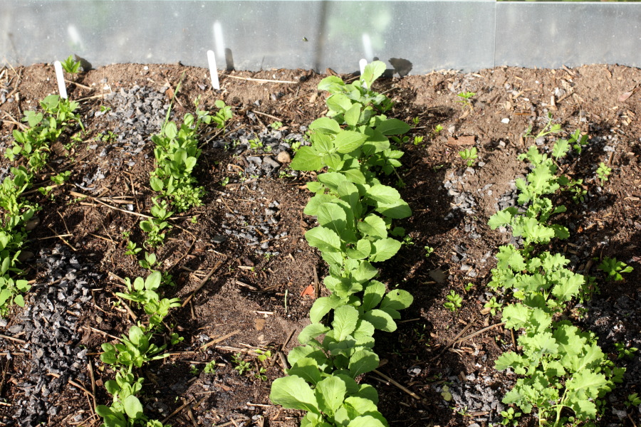 Lokation: Deutschland | Nordrhein-Westfalen | Bergisch Gladbach | Rodemich Kategorien: Permakultur, Datum: 25.08.2012