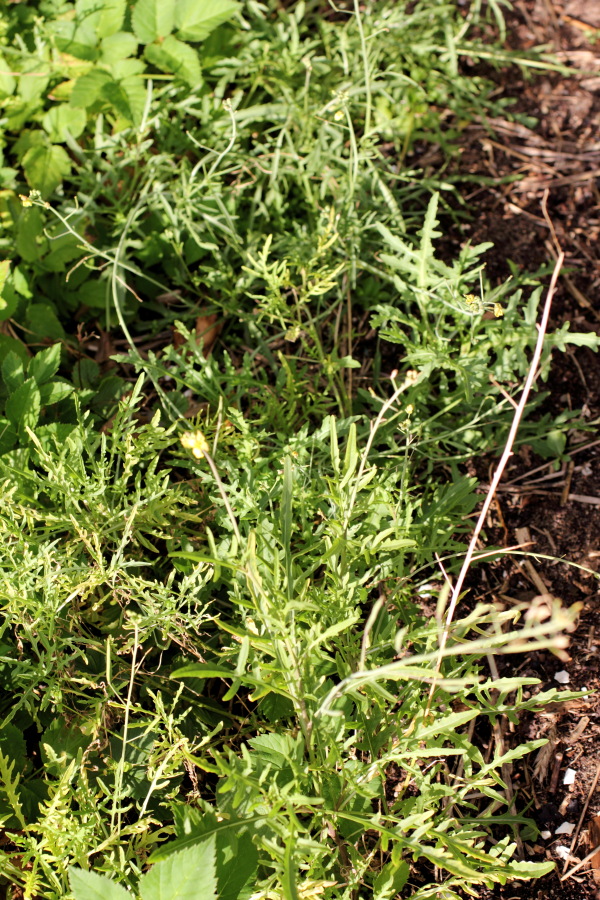 Lokation: Deutschland | Nordrhein-Westfalen | Bergisch Gladbach | Rodemich Kategorien: Permakultur, Datum: 25.08.2012