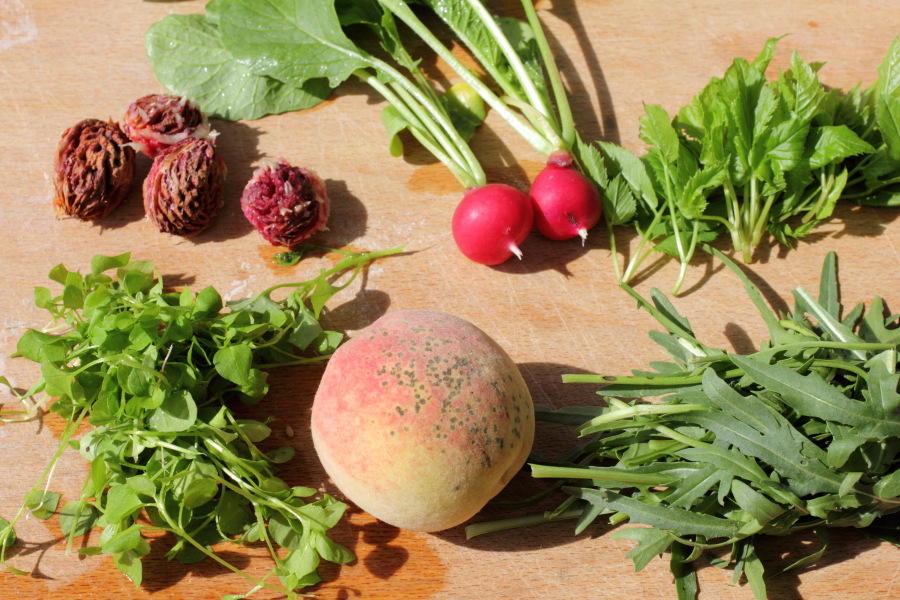 Lokation: Deutschland | Nordrhein-Westfalen | Bergisch Gladbach | Rodemich Kategorien: Früchte, Permakultur, Datum: 02.09.2012