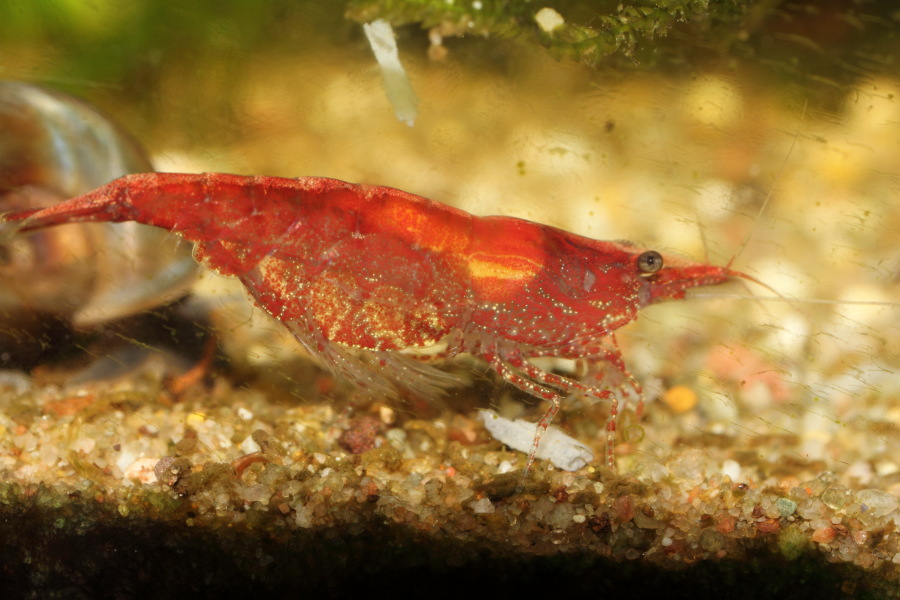 Lokation: Deutschland | Nordrhein-Westfalen | Bergisch Gladbach | Rodemich Kategorien: Krebse, Garnelen, Datum: 24.09.2012