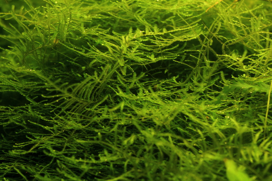 Javamoos, Lokation: Deutschland | Nordrhein-Westfalen | Bergisch Gladbach | Rodemich Kategorien: Aquarien, Datum: 24.09.2012