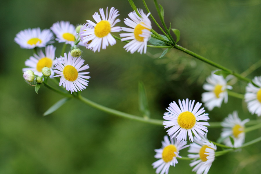Lokation: Deutschland | Nordrhein-Westfalen | Bergisch Gladbach | Rodemich Kategorien: Blüte, Garten, Datum: 04.10.2012