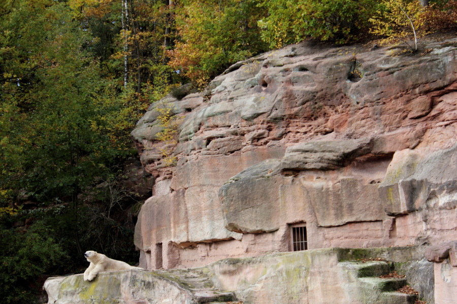 Lokation: Deutschland | Bayern | Nürnberg | Zerzabelshof Kategorien: Zoo, Datum: 02.11.2012