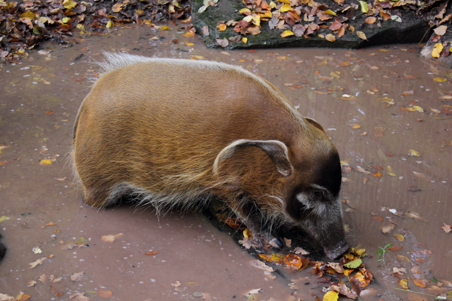 Lokation: Deutschland | Bayern | Nürnberg | Zerzabelshof Kategorien: Zoo, Datum: 02.11.2012