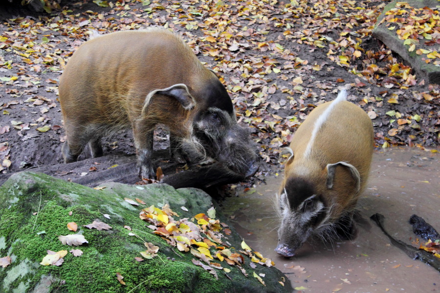 Lokation: Deutschland | Bayern | Nürnberg | Zerzabelshof Kategorien: Zoo, Datum: 02.11.2012