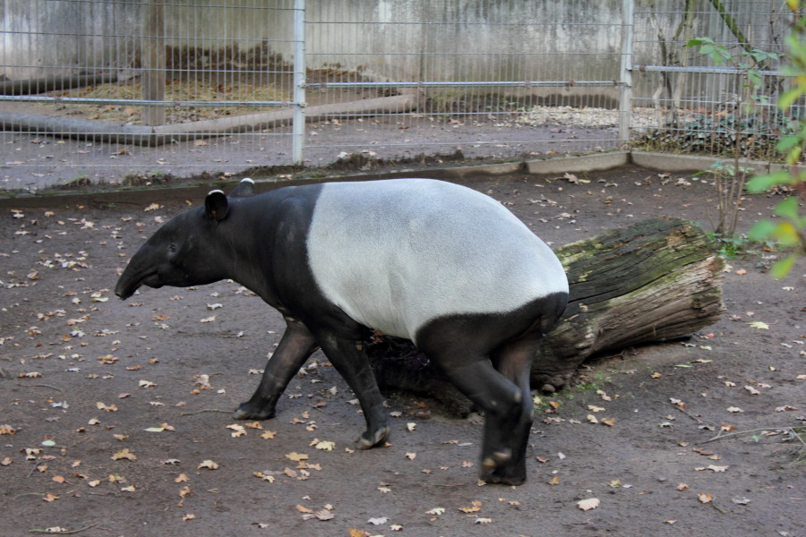 Lokation: Deutschland | Bayern | Nürnberg | Zerzabelshof Kategorien: Zoo, Datum: 02.11.2012