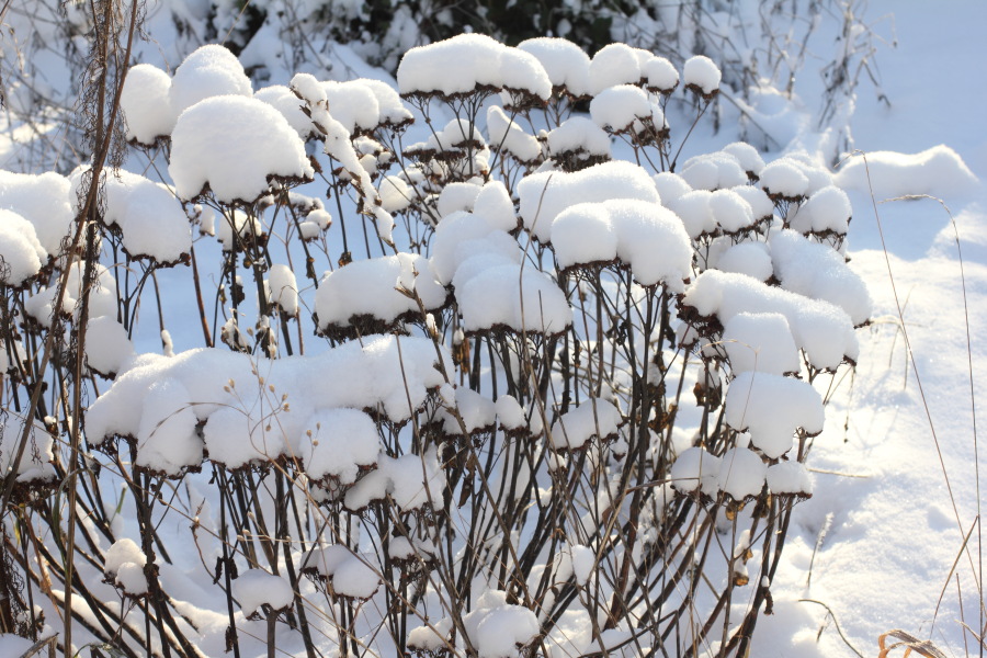 Lokation: Deutschland | Nordrhein-Westfalen | Bergisch Gladbach | Rodemich Kategorien: Winter, Naturgarten, Datum: 08.12.2012