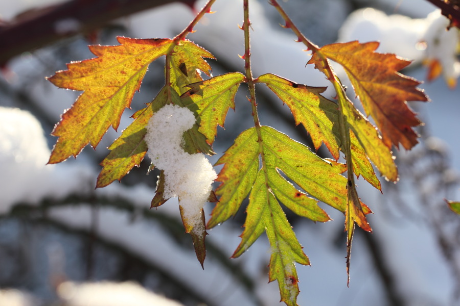 Lokation: Deutschland | Nordrhein-Westfalen | Bergisch Gladbach | Rodemich Kategorien: Winter, Naturgarten, Datum: 08.12.2012