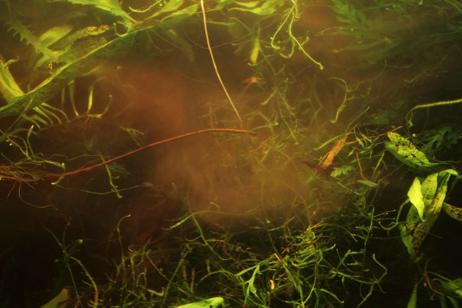 Lokation: Deutschland | Nordrhein-Westfalen | Bergisch Gladbach | Rodemich Kategorien: Aquarien, Datum: 13.12.2012