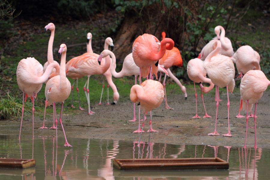 Lokation: Deutschland | Nordrhein-Westfalen | Wuppertal | Varresbeck Kategorien: Vögel, Zoo, Datum: 23.12.2012