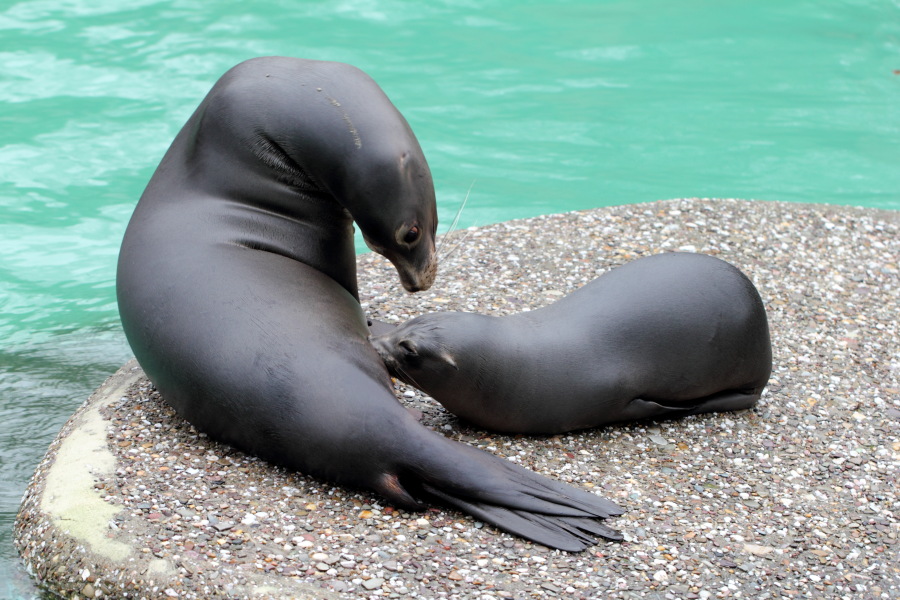 Lokation: Deutschland | Nordrhein-Westfalen | Wuppertal | Varresbeck Kategorien: Säugetiere, Zoo, Datum: 23.12.2012
