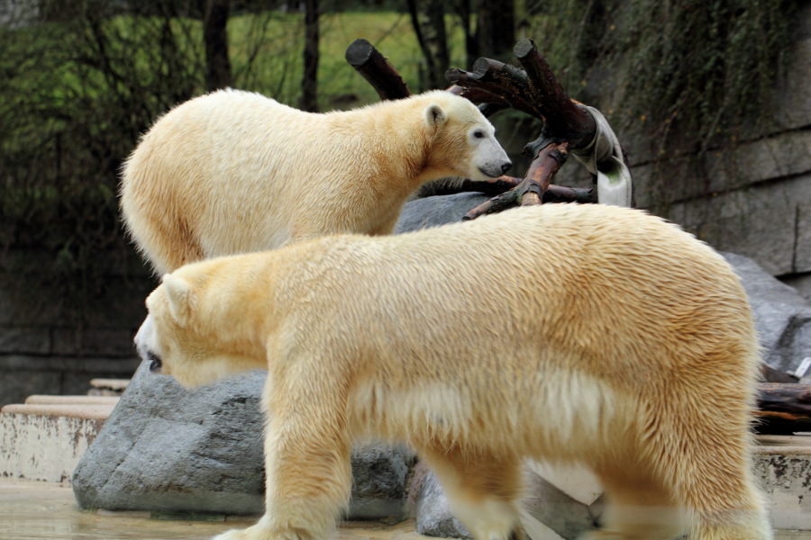 Lokation: Deutschland | Nordrhein-Westfalen | Wuppertal | Varresbeck Kategorien: Säugetiere, Zoo, Datum: 23.12.2012